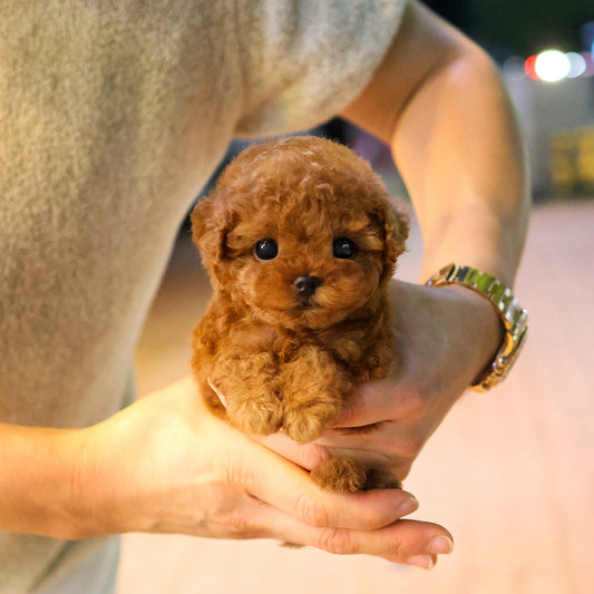 푸들 - 티나 (여아)