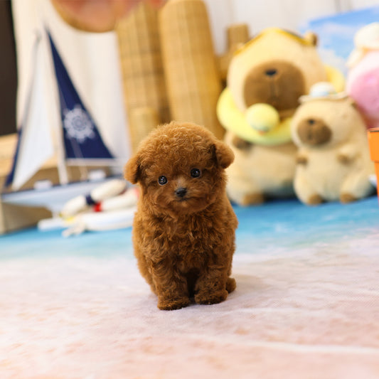 푸들 - 까까 (여아)