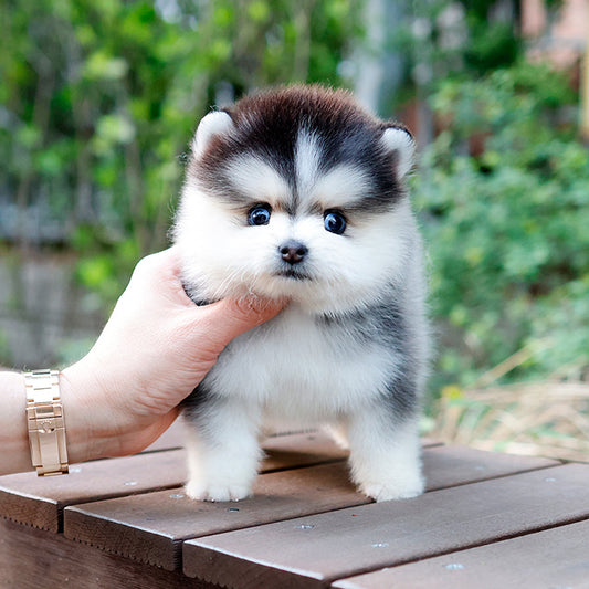 폼스키 - 야미 (남아)