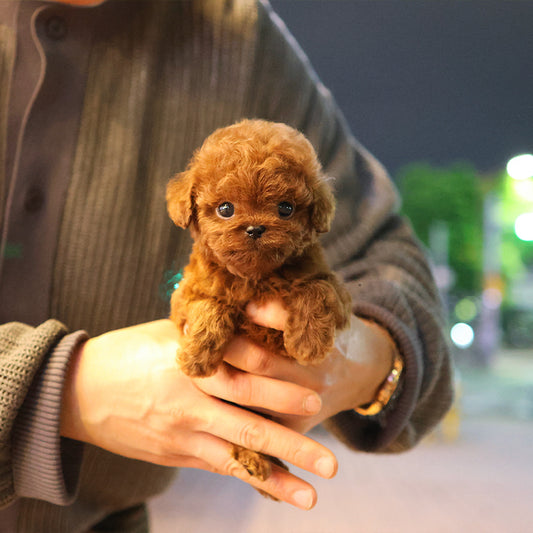 푸들 - 치치 (남아)