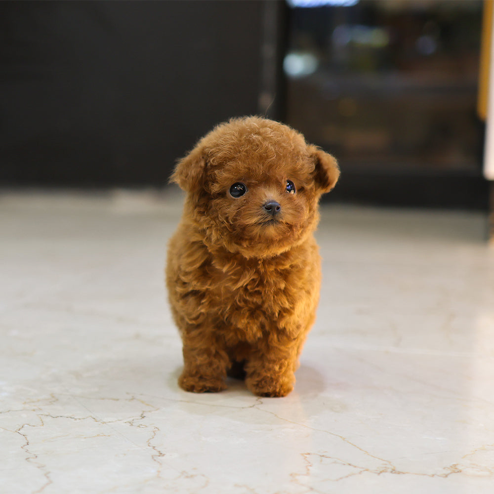 푸들 - 까까 (여아)