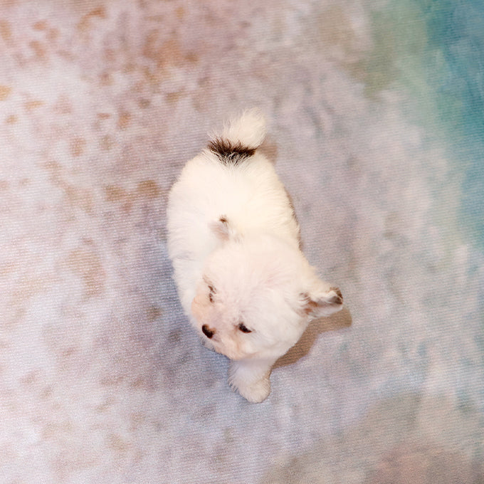푸들 -지후 (남아)