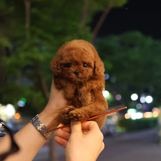 푸들 - 치피 (남아)