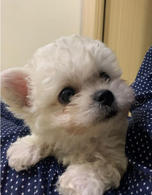 비숑프리제 소미 분양했어요!