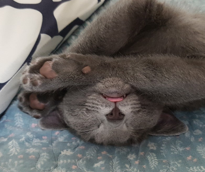 러블 분양했어요 ^^