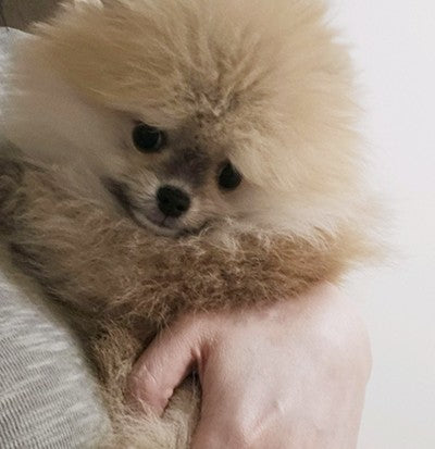 우리 이쁜아이 분양 잘받았네요