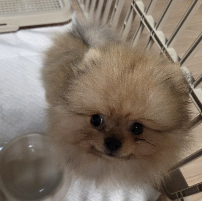 포메 아가 입양 후기
