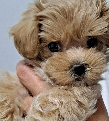 예쁜 말티푸 분양받았어요