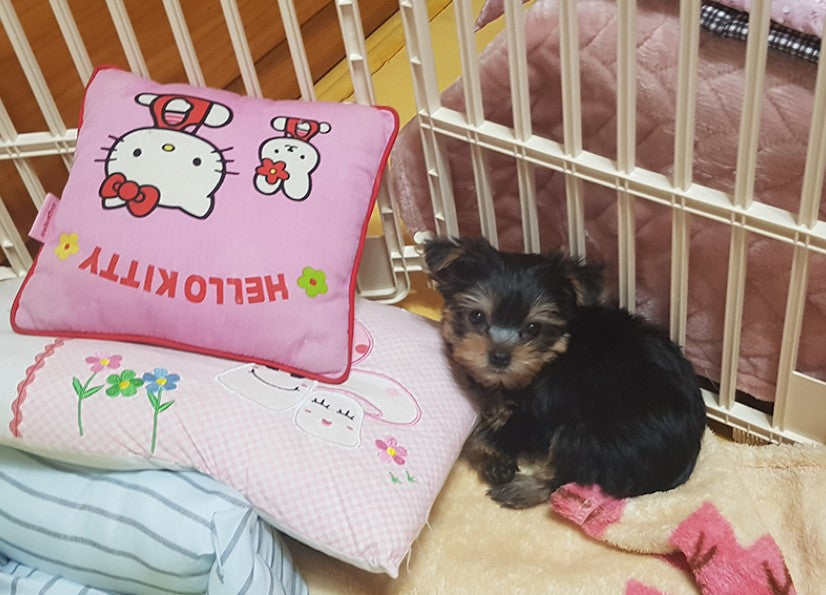 천사 초롱이를 보내주셔서 감사합니다❤