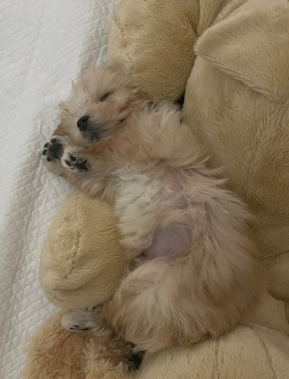말티푸 남아 입양 후기입니다!!