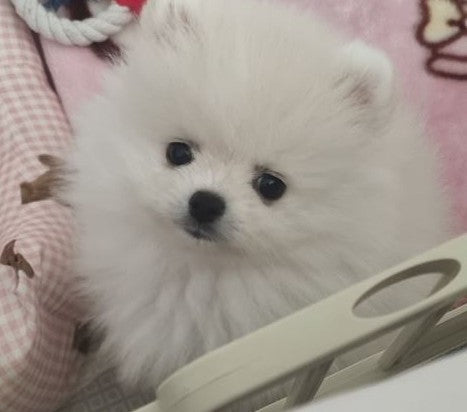 넘 귀여운 포메아가 데려왔어요^^