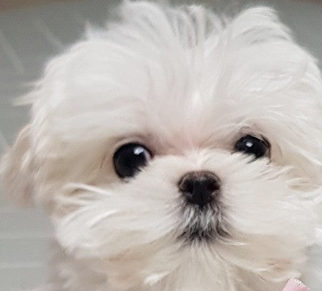 새로운 가족 코코에요~