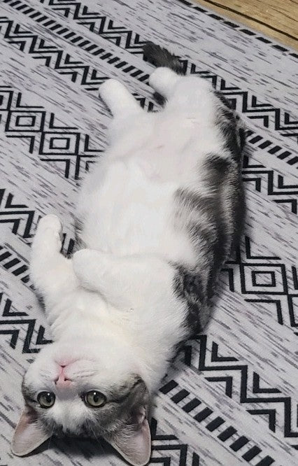 우리집 귀염둥이 이꿈돌