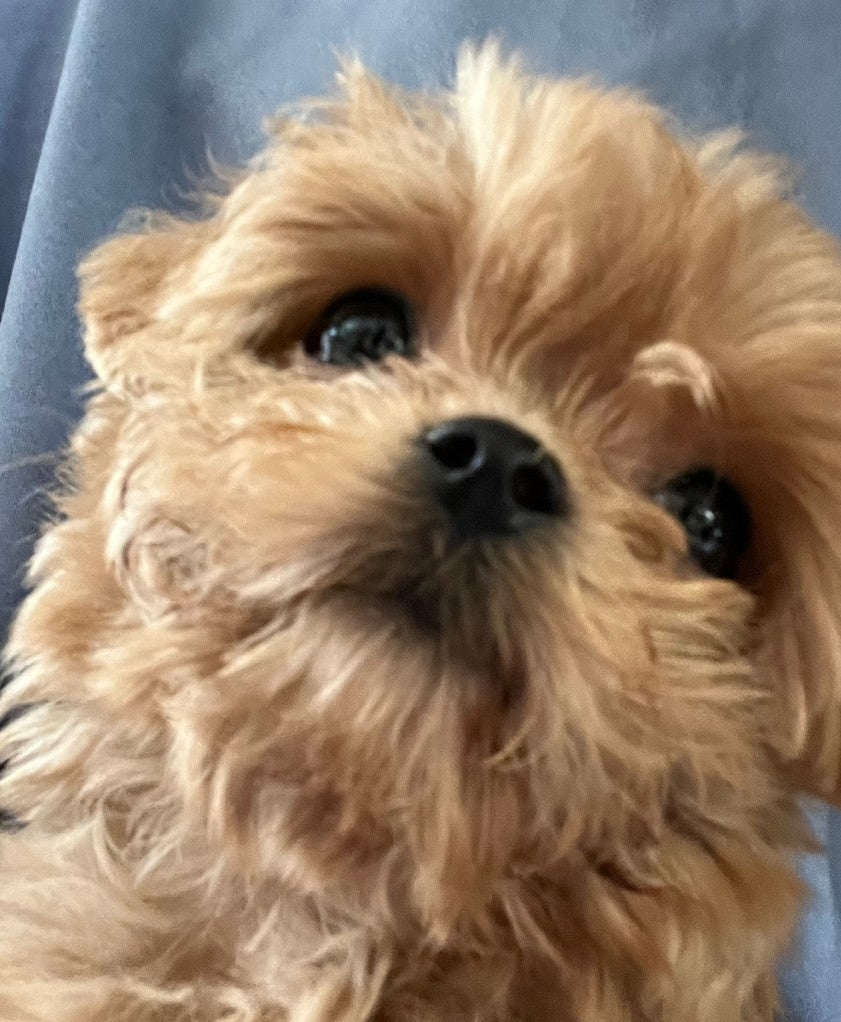 말티푸 모카