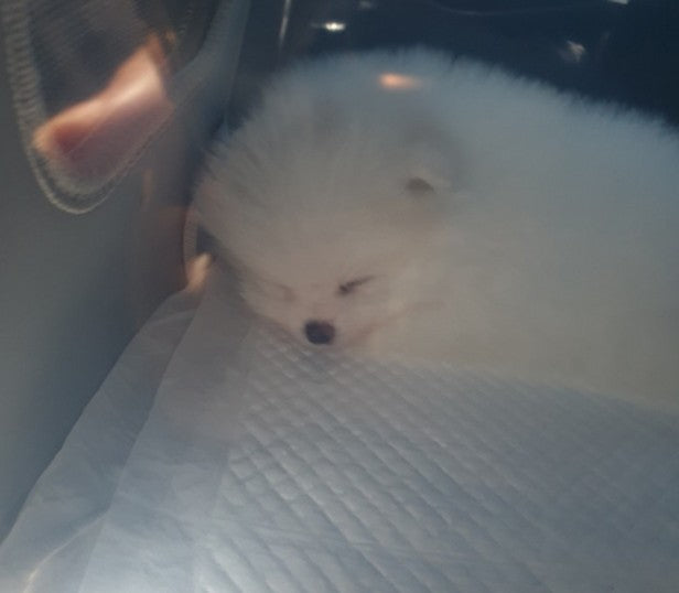수원점포메라니안♡