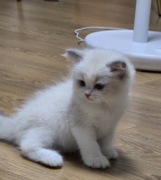 냥이 둘째 입양 했어요~♡