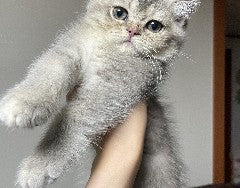 우리집의 대왕귀염둥이 에르를 소개합니다!!^-^