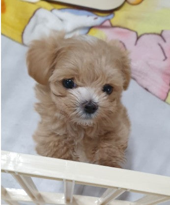 새 식구가 왔어요...^^