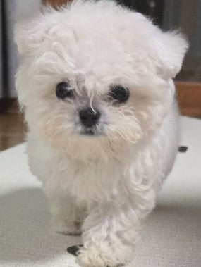 귀여운 비숑 분양 받았어요^^