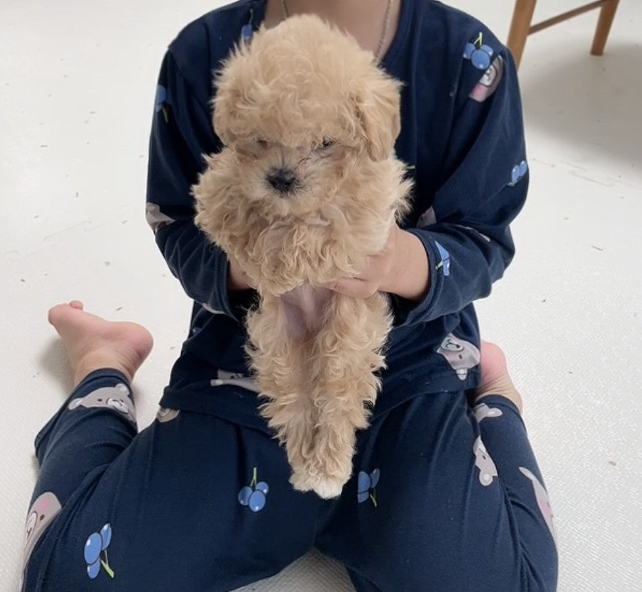 귀여운 말티푸에요^^