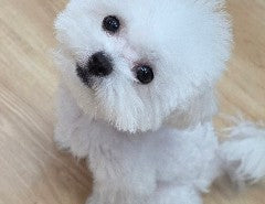 꼬미 입양 후기