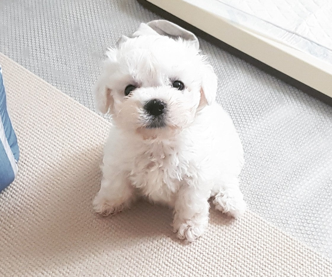 비숑 새가족 디노 입니다!