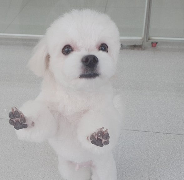 말티푸 아기 분양후기