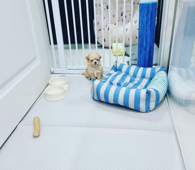말티푸 분양 후기