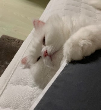 귀여운 우리 시로 6년차에 접어들었어영>_<