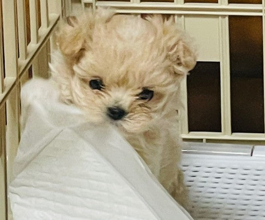 말티푸 또리 입양후기