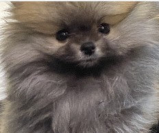 포메 오복
