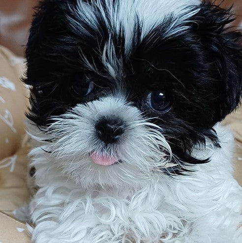 활발한 아이 말티푸 입양했어요