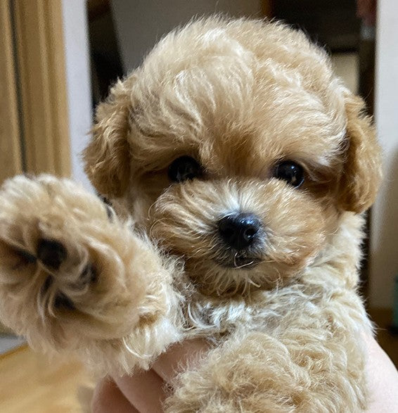 우리 집 막내♥