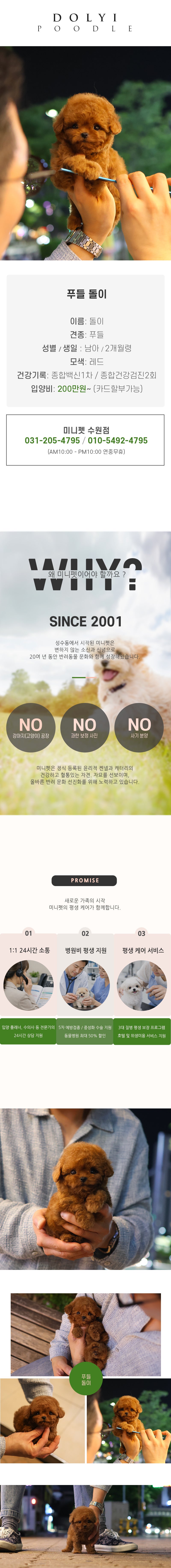푸들 – 돌이(남아)