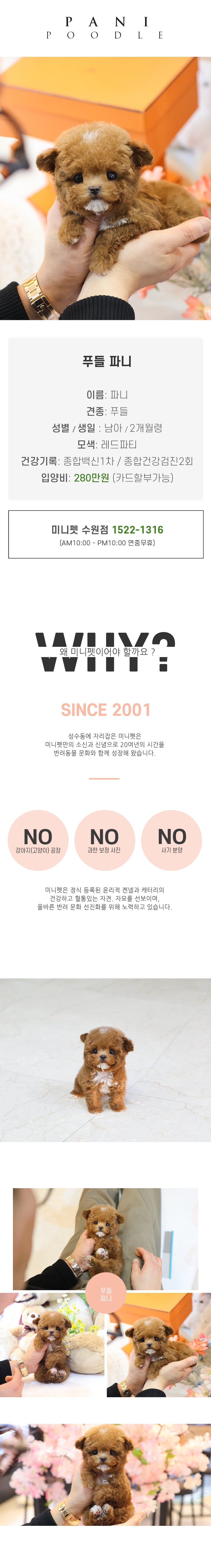푸들 - 파니 (남아)
