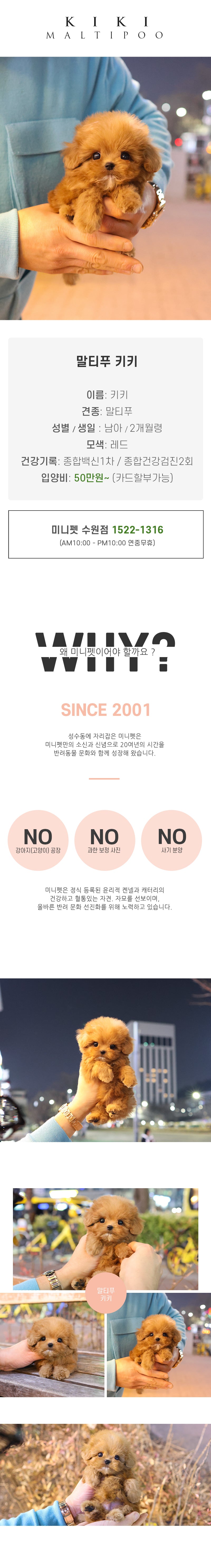 말티푸 - 키키 (남아)