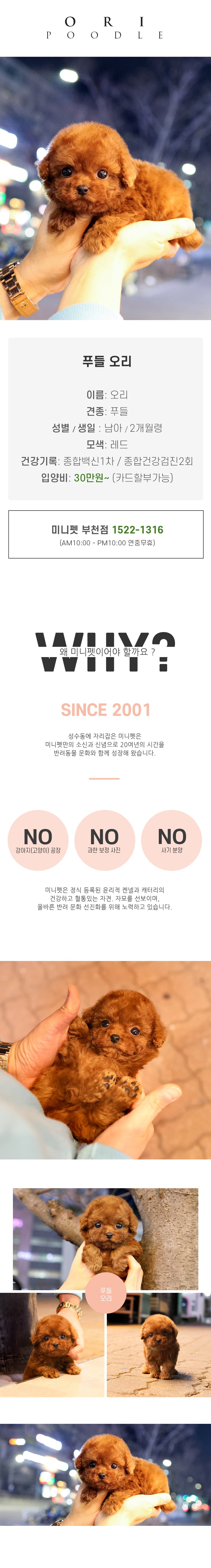 푸들-오리 (남아)