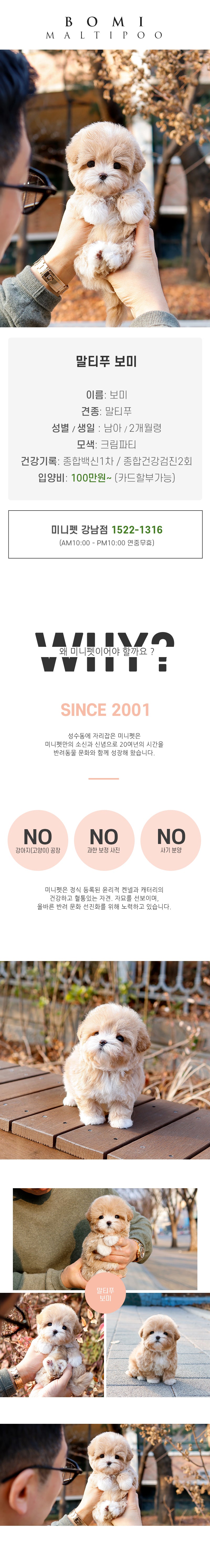 말티푸 - 보미 (남아)