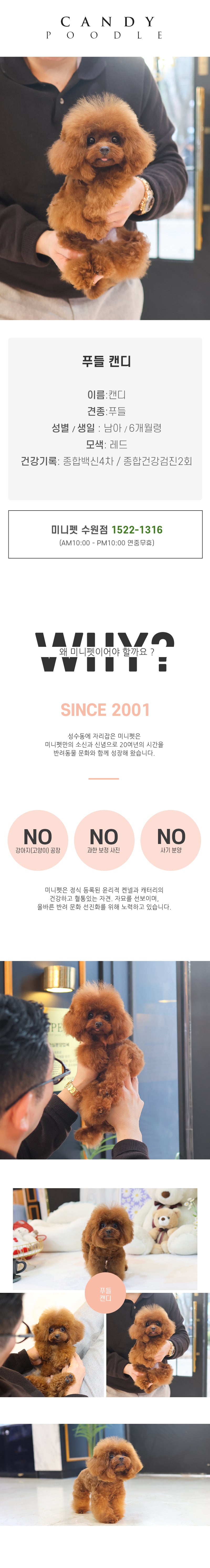 푸들 - 캔디 (남아)