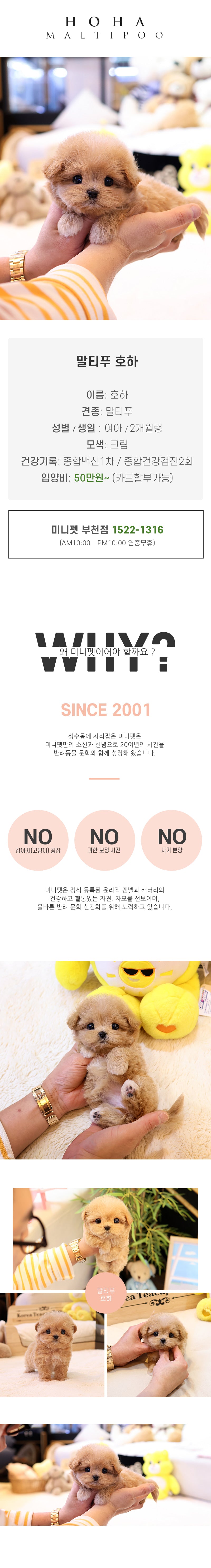 말티푸 - 호하 (여아)