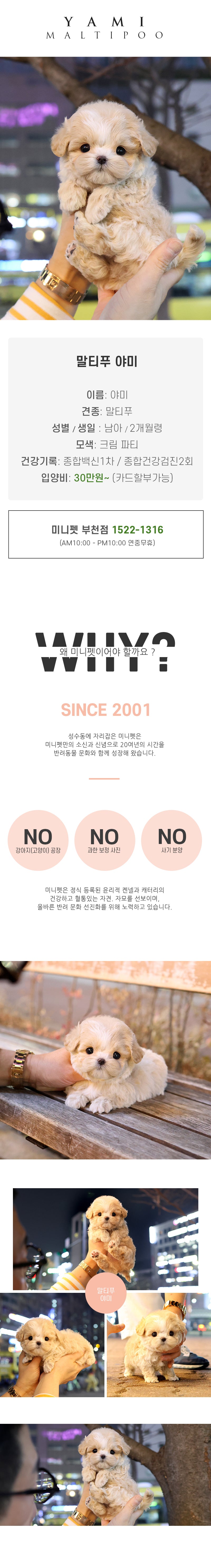말티푸 - 야미 (남아)