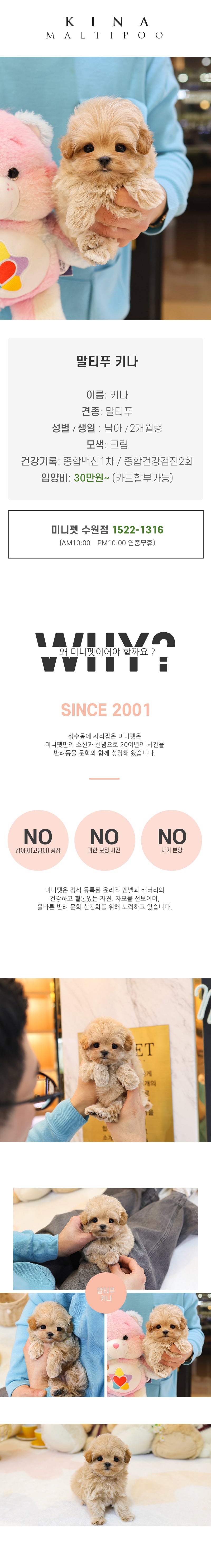 말티푸 - 키나 (남아)