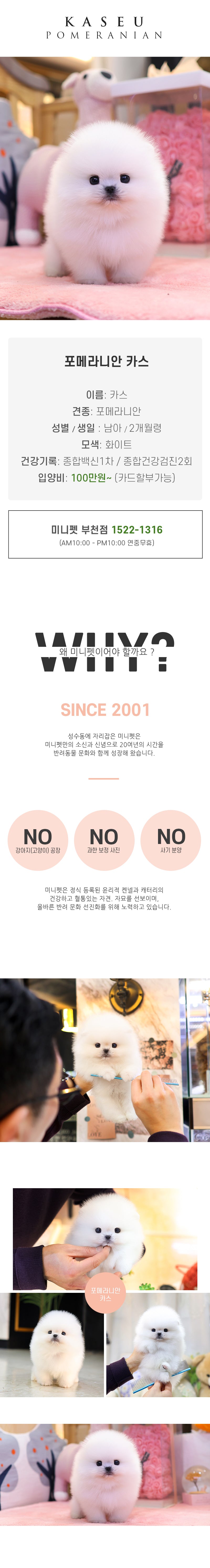 포메라니안-카스(남아)