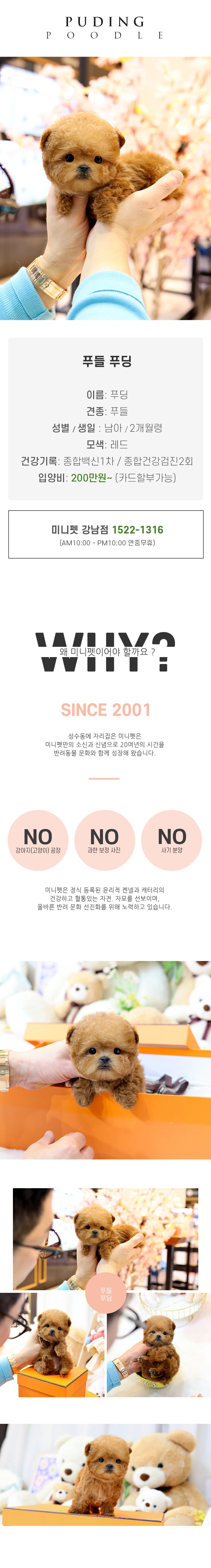푸들 - 푸딩 (남아)