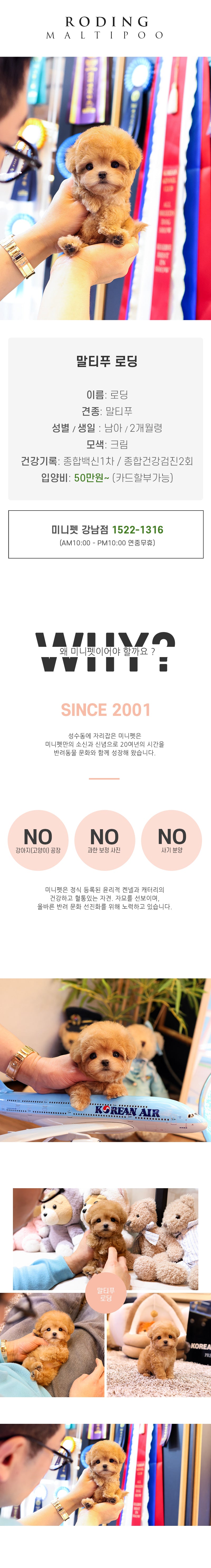 말티푸 - 로딩 (남아)