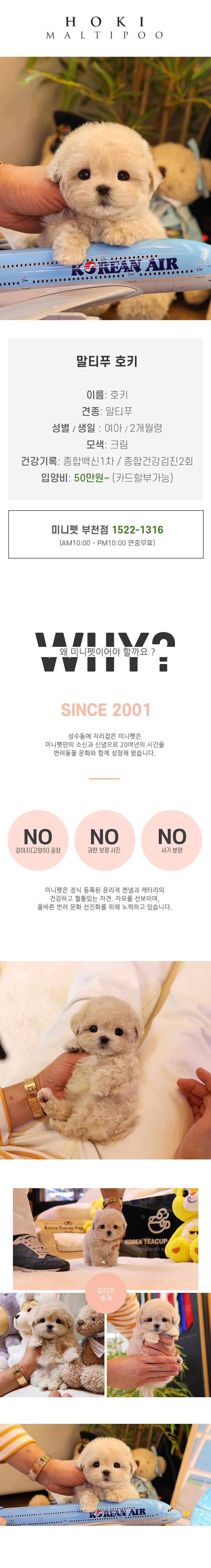 말티푸 - 호키 (여아)