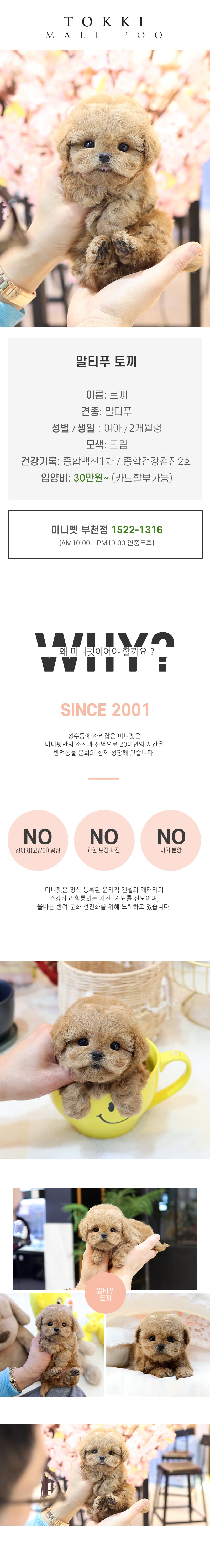 말티푸-토끼(여아)