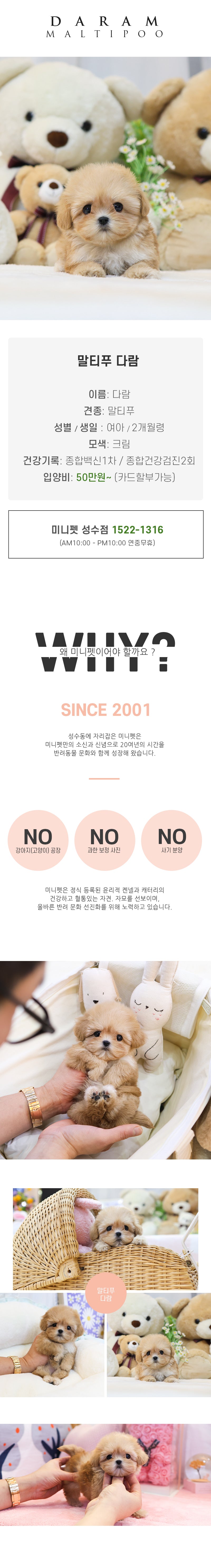말티푸 - 다람 (여아)