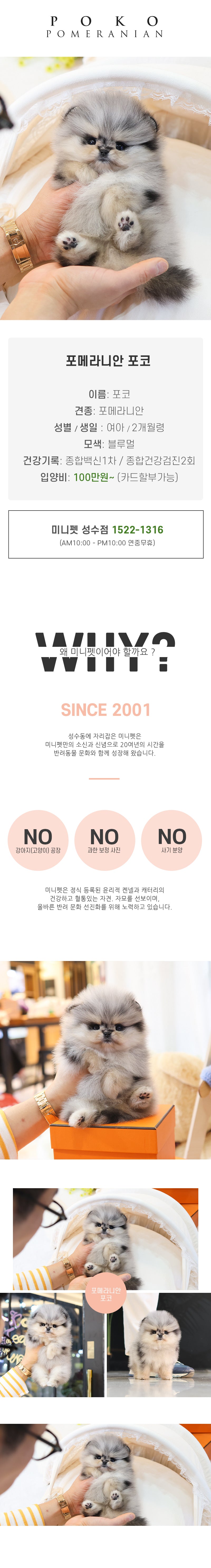 포메라니안 - 포코(여아)