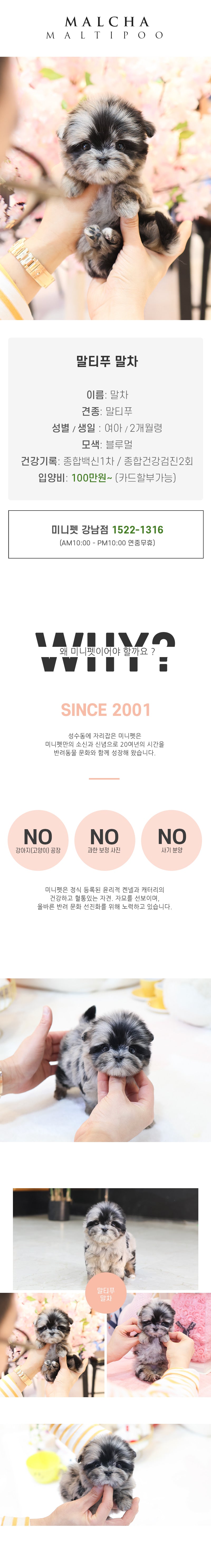 말티푸 - 말차 (여아)
